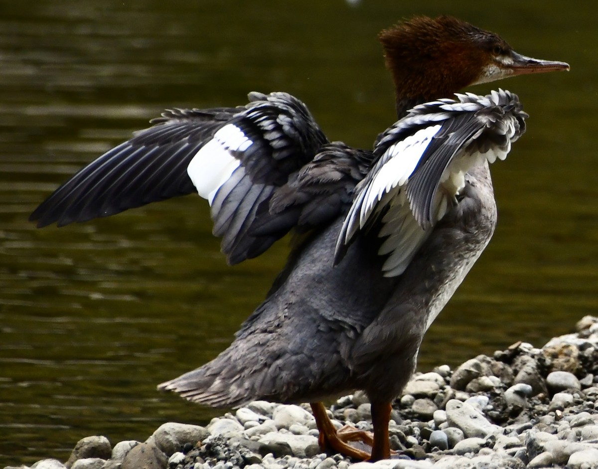 Хумхин бохио - ML643385776