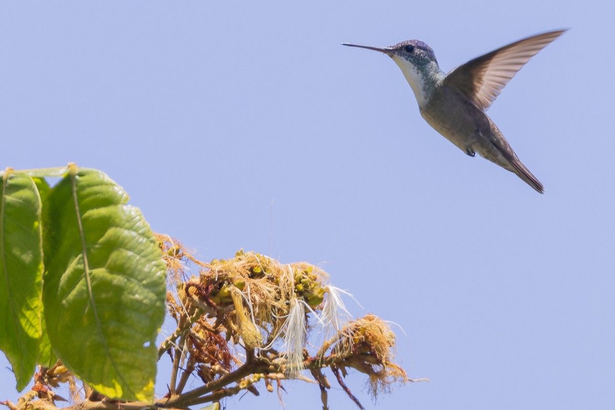 Azure-crowned Hummingbird - ML643385777