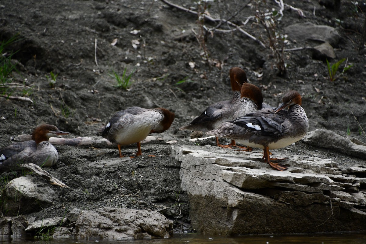 Хумхин бохио - ML643385781