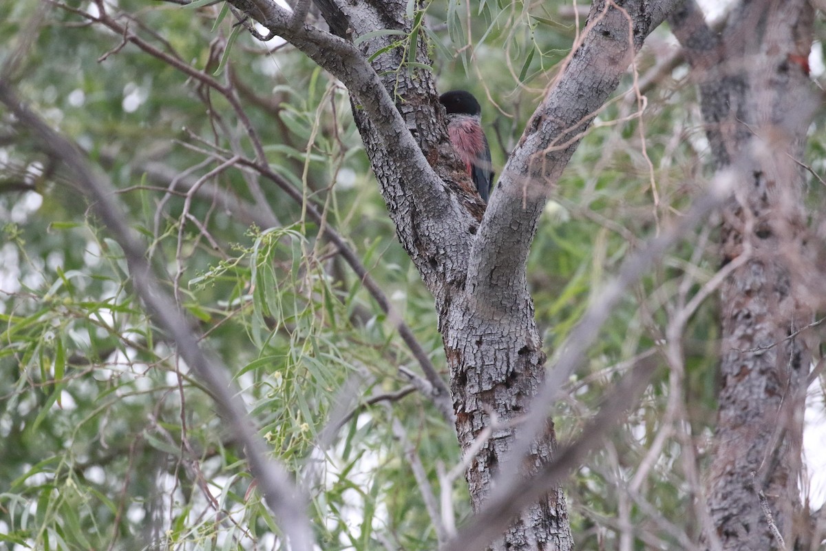 Lewis's Woodpecker - ML643385782
