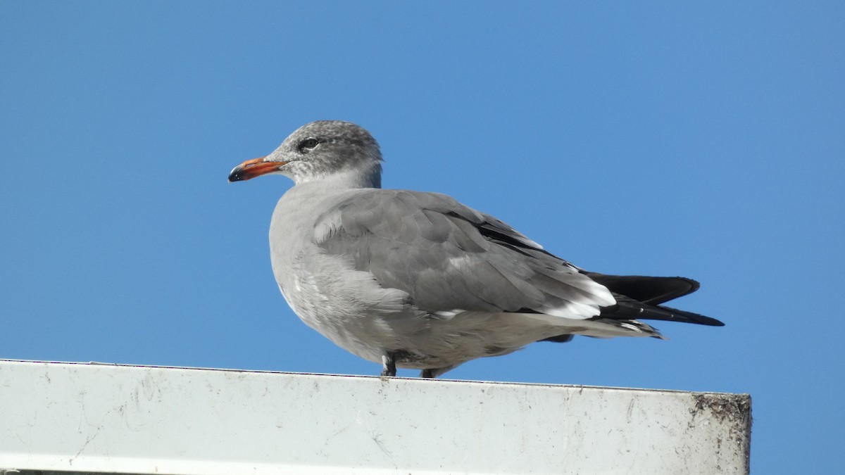 Heermann's Gull - ML643385784
