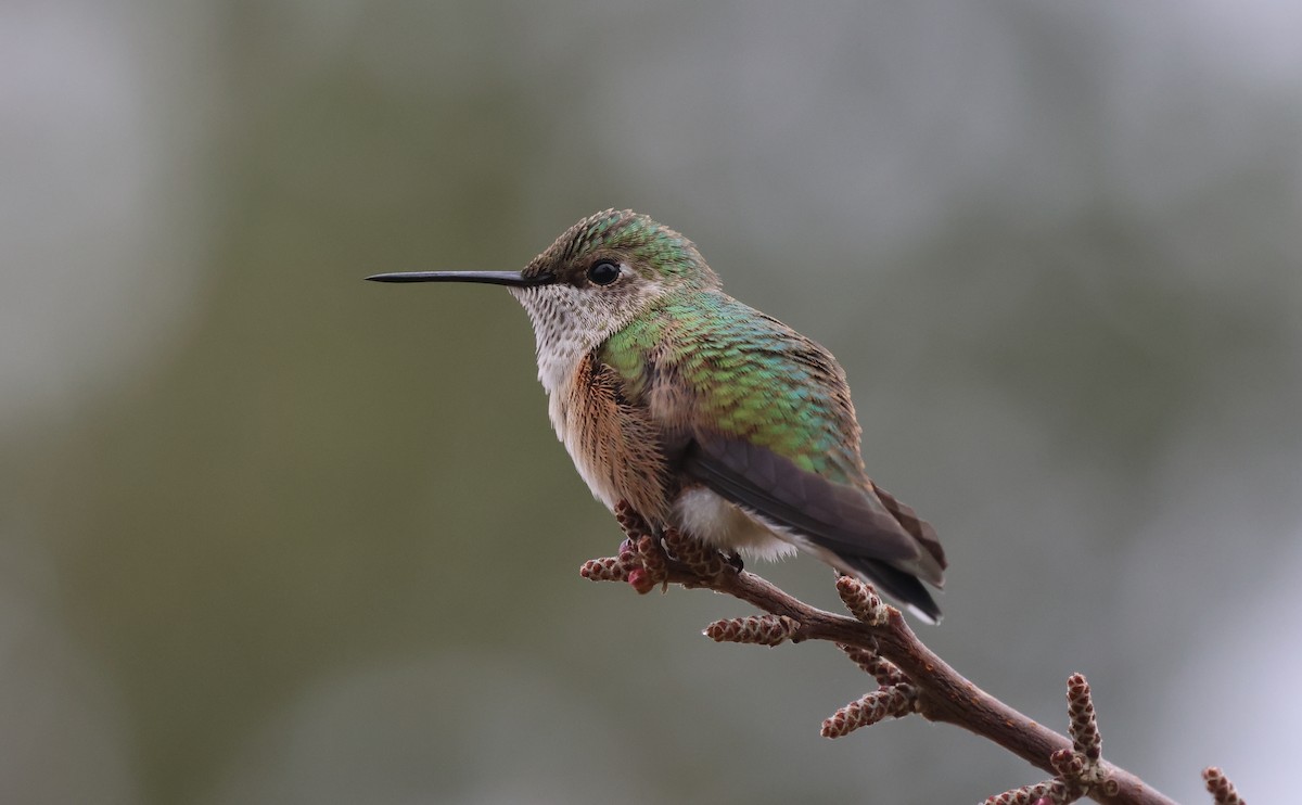 Colibrí Coliancho - ML643385794