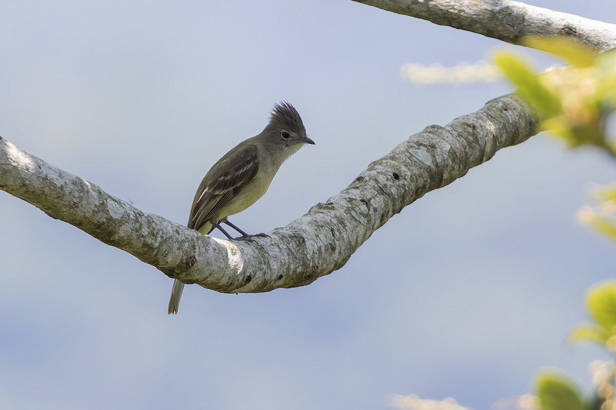 Yellow-bellied Elaenia - ML643385797