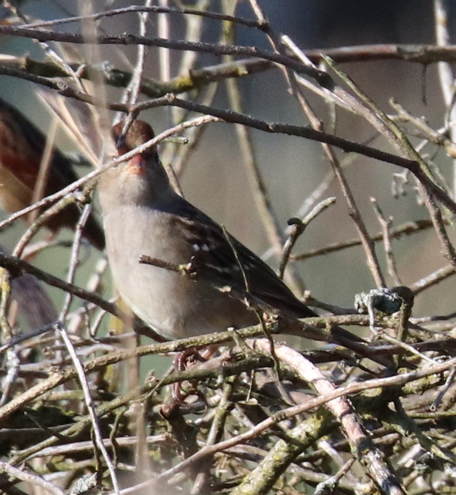 White-crowned Sparrow - ML643385798