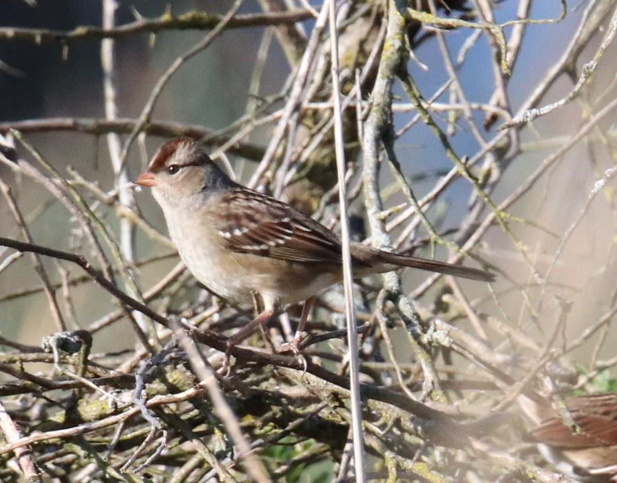 White-crowned Sparrow - ML643385799
