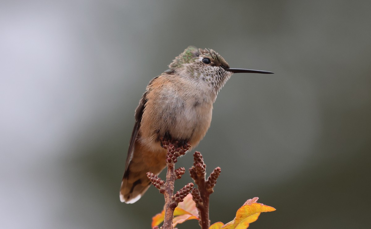 Colibrí Coliancho - ML643385800