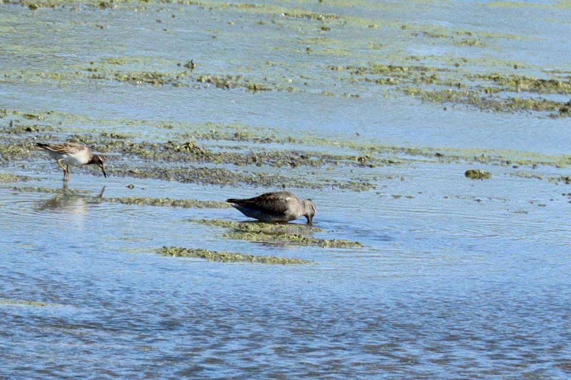 Long-billed Dowitcher - ML643385802