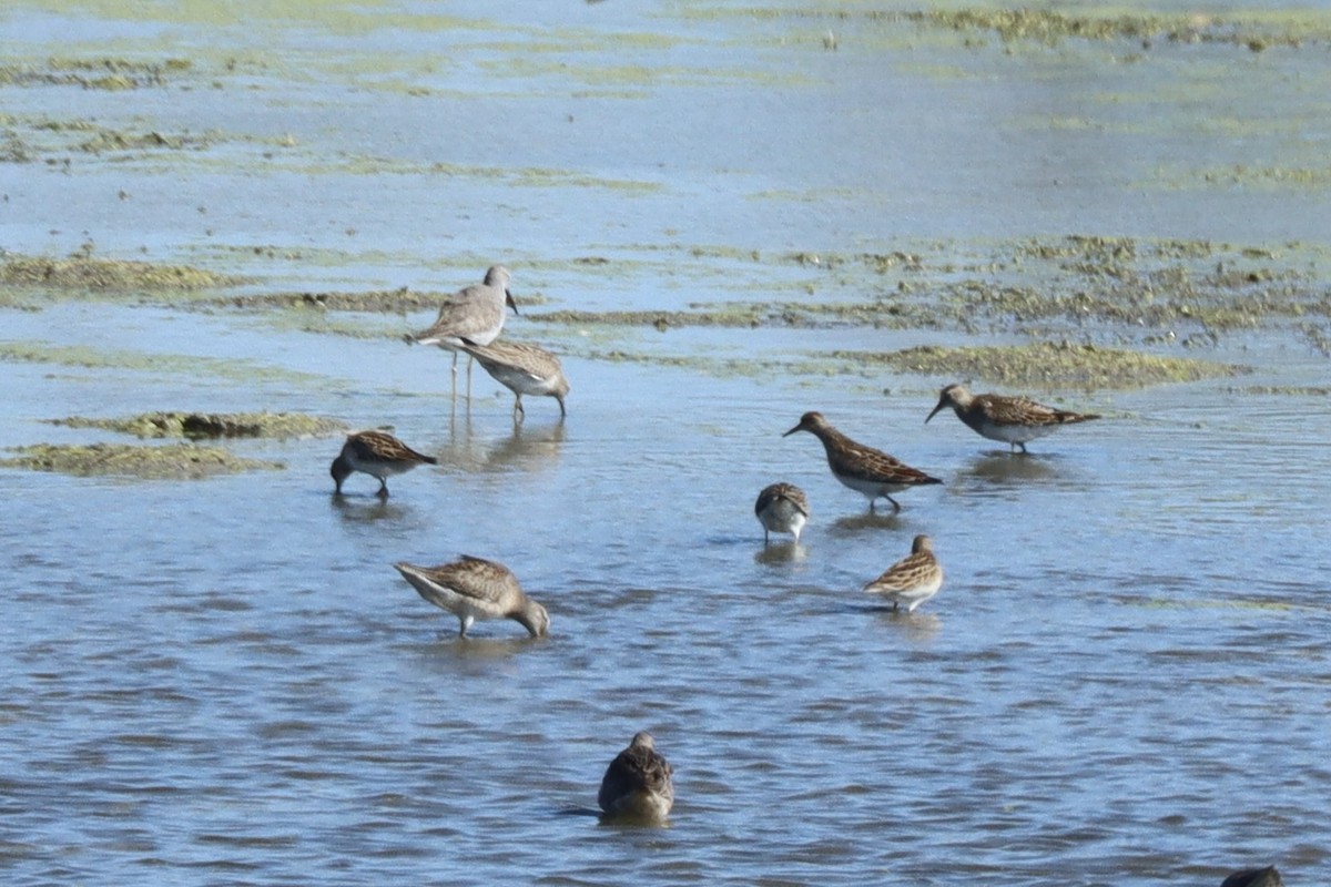 Long-billed Dowitcher - ML643385803