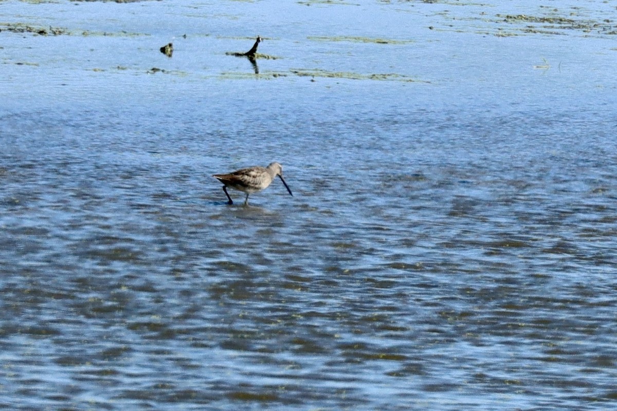 Long-billed Dowitcher - ML643385804