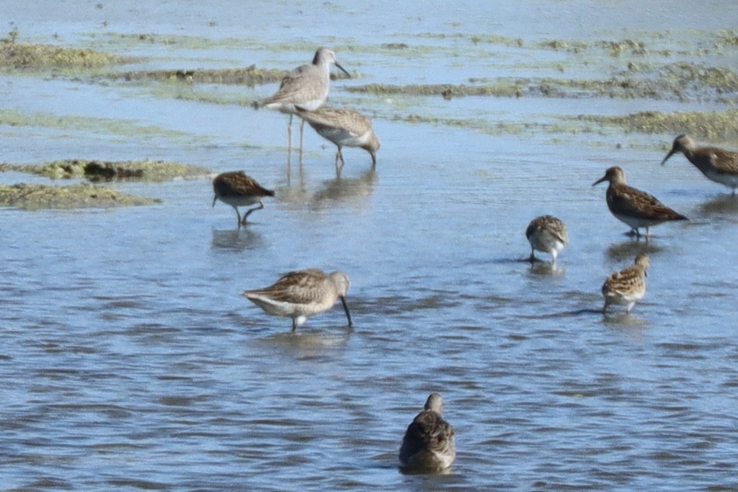 Long-billed Dowitcher - ML643385805