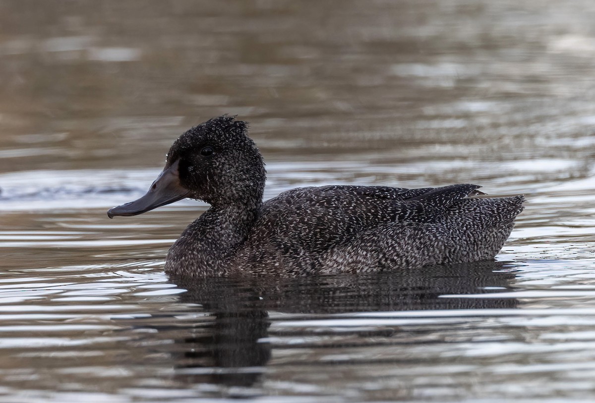 Freckled Duck - ML643385806