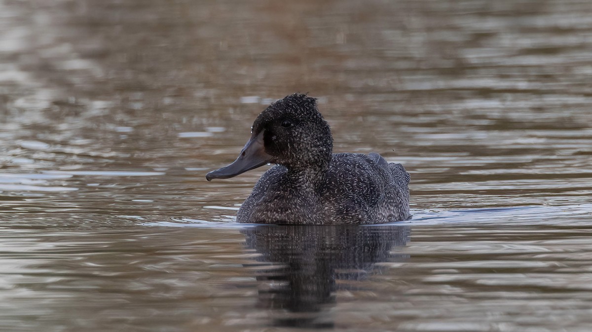 Freckled Duck - ML643385807
