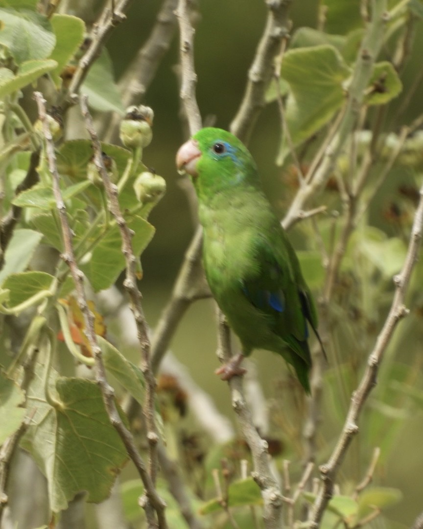 Spectacled Parrotlet - ML643385817