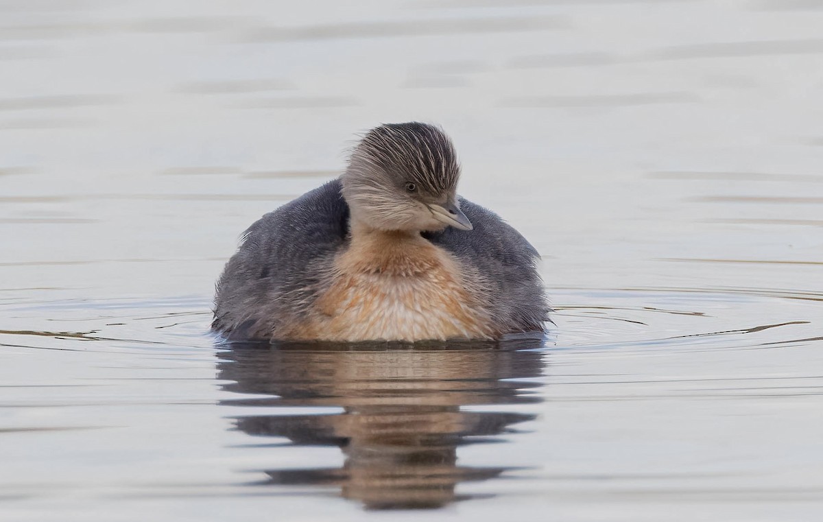 Hoary-headed Grebe - ML643385819