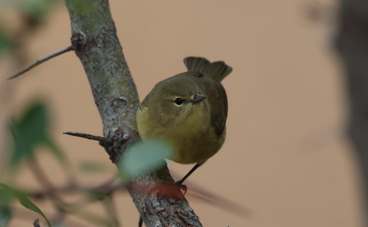 Orange-crowned Warbler - ML643385834