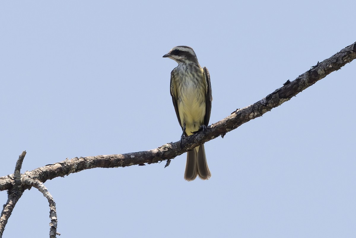Piratic Flycatcher - ML643385835