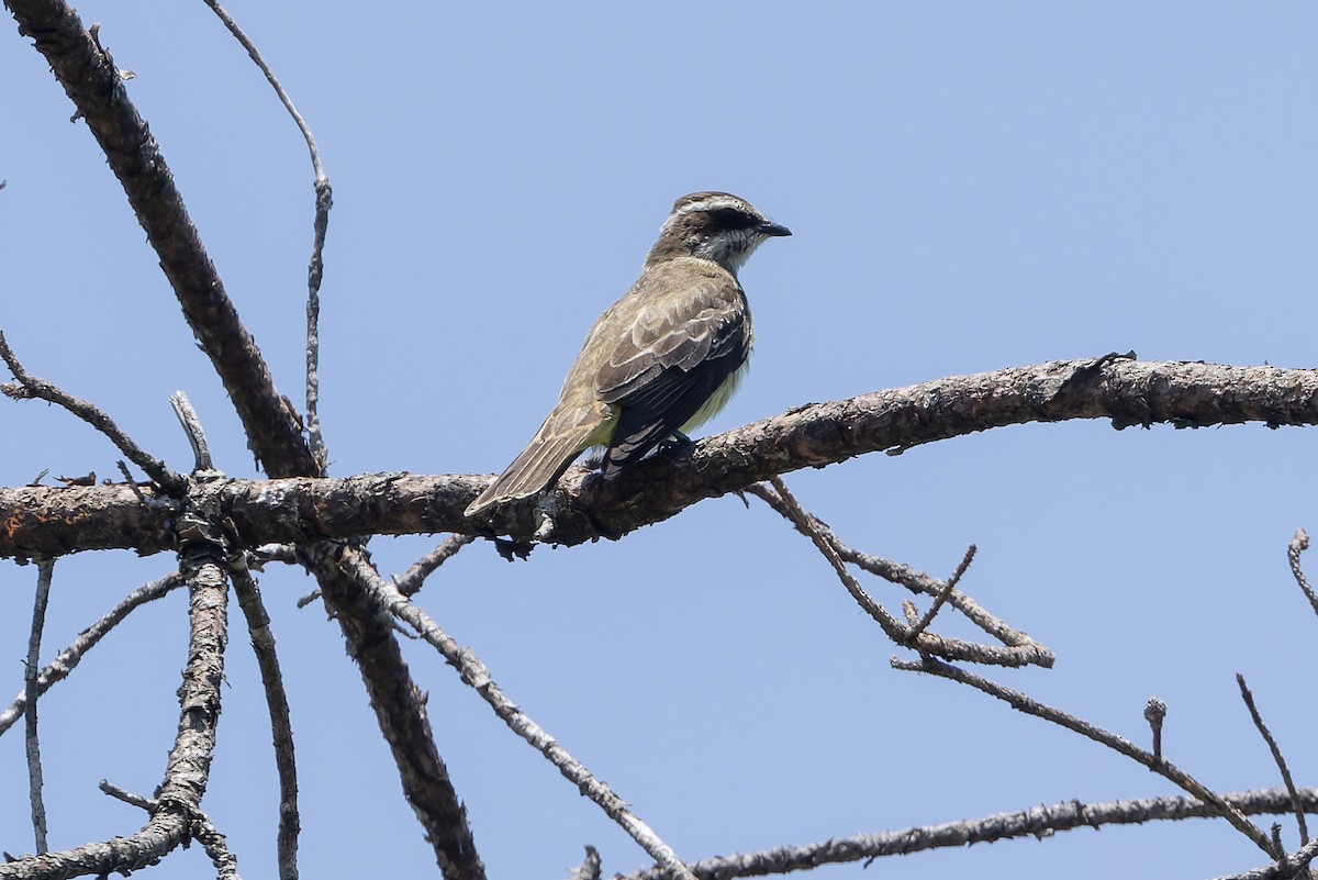 Piratic Flycatcher - ML643385836
