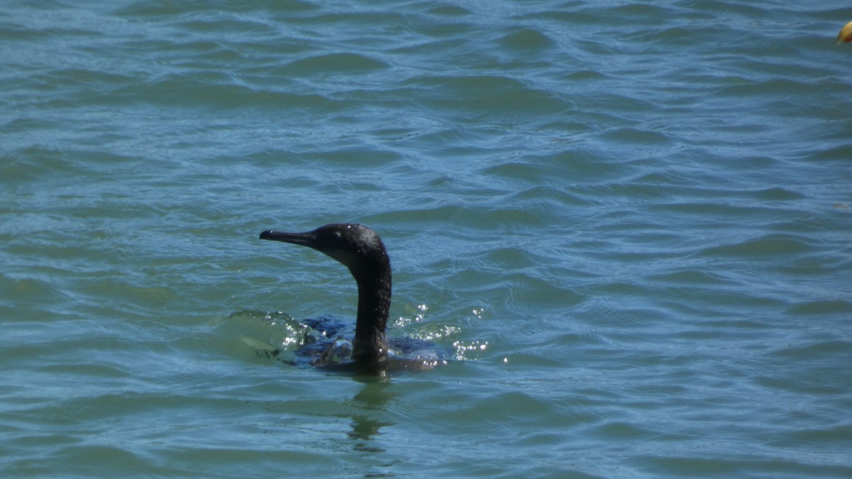 Pelagic Cormorant - ML643385841