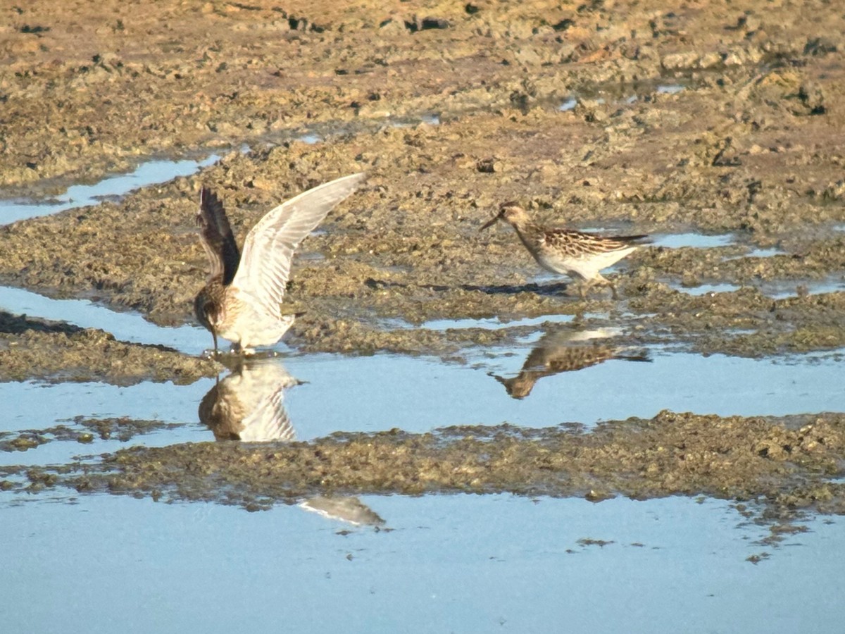 Pectoral Sandpiper - ML643385844