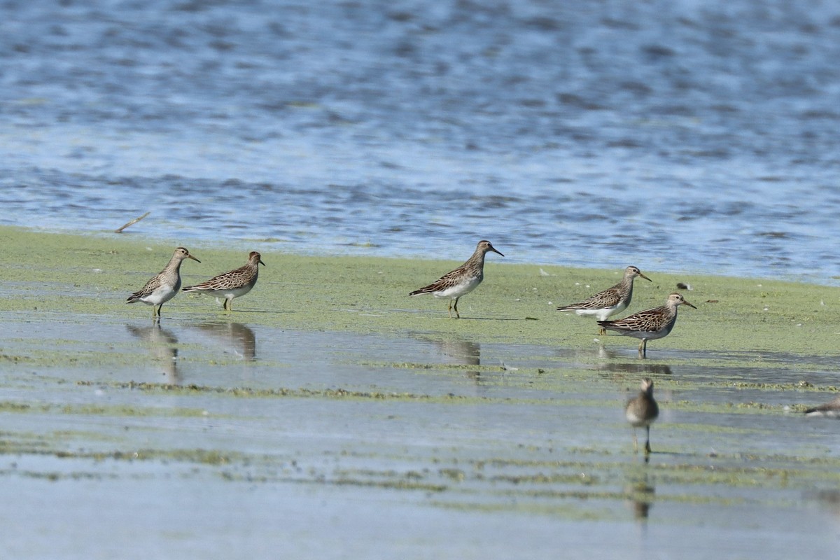 Pectoral Sandpiper - ML643385847