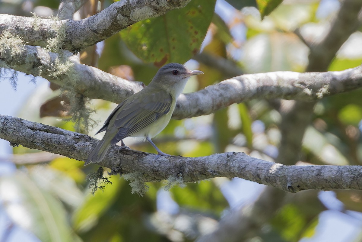 Yellow-green Vireo - ML643385851