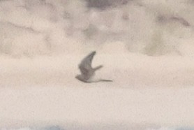diurnal raptor sp. - ML643385868