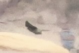 diurnal raptor sp. - ML643385870