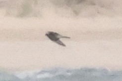 diurnal raptor sp. - ML643385871