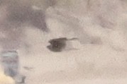 diurnal raptor sp. - ML643385872