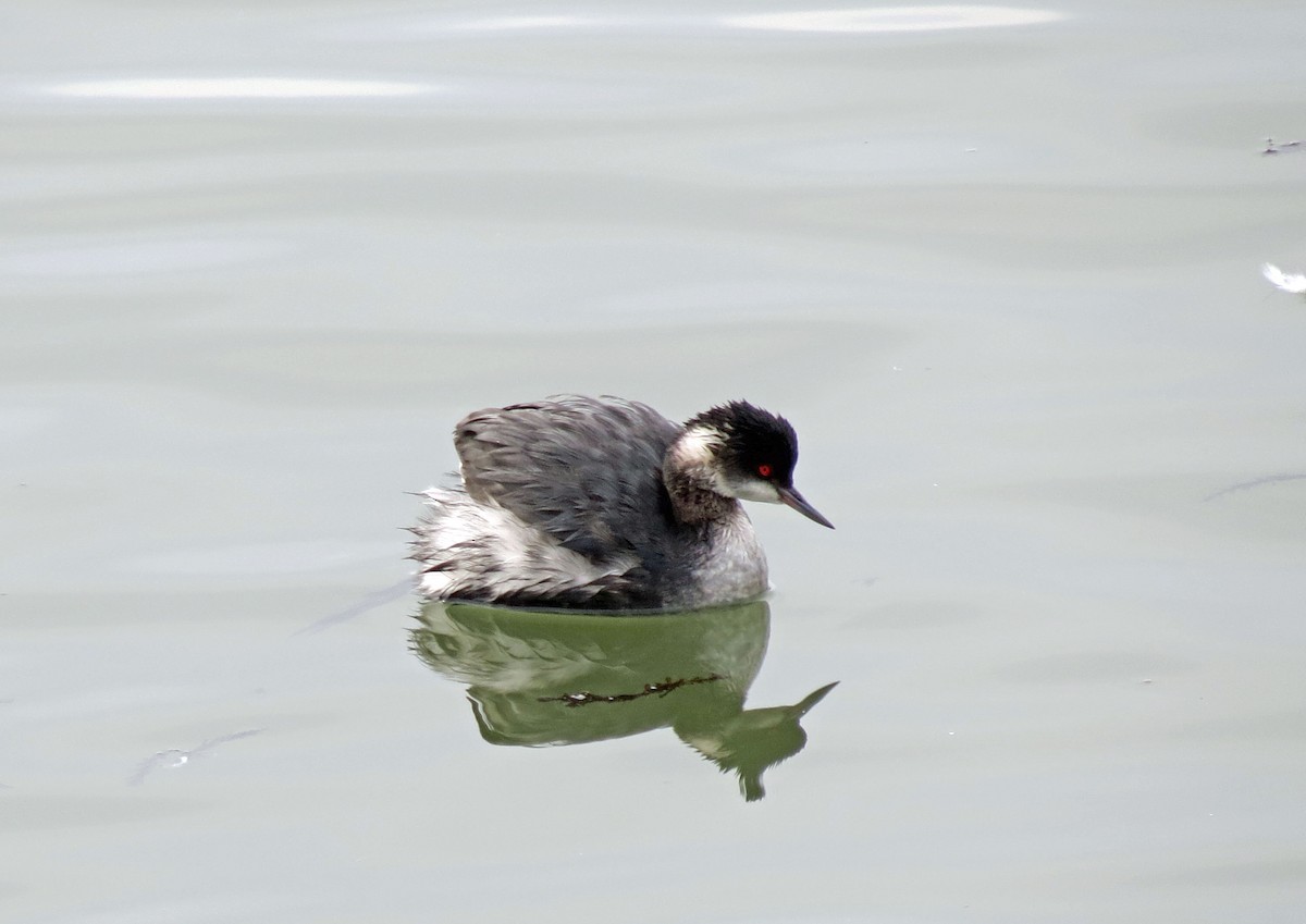 Eared Grebe - ML643385879
