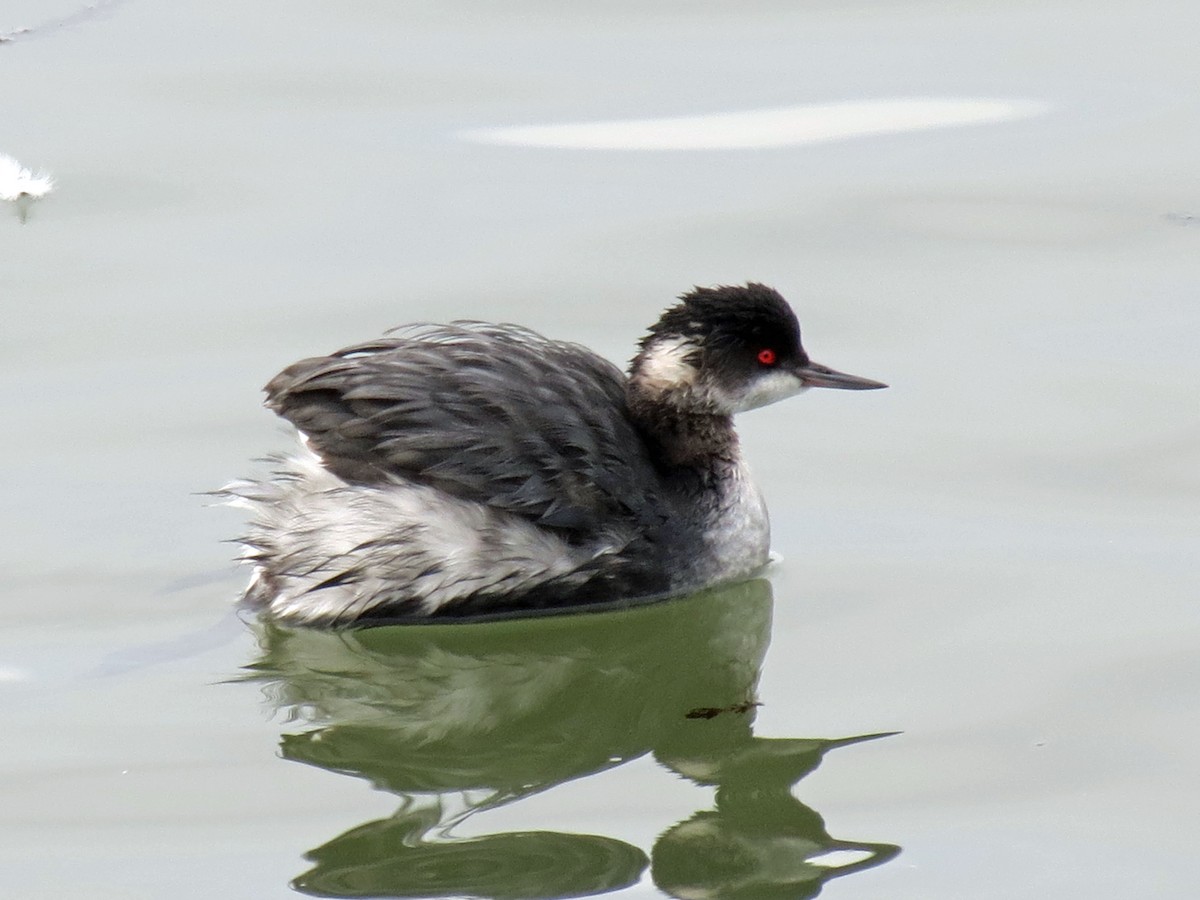 Eared Grebe - ML643385881