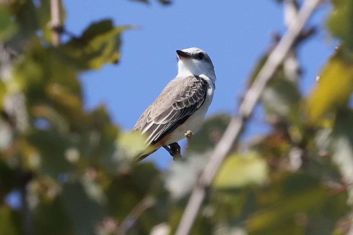 Scissor-tailed Flycatcher - ML643385899