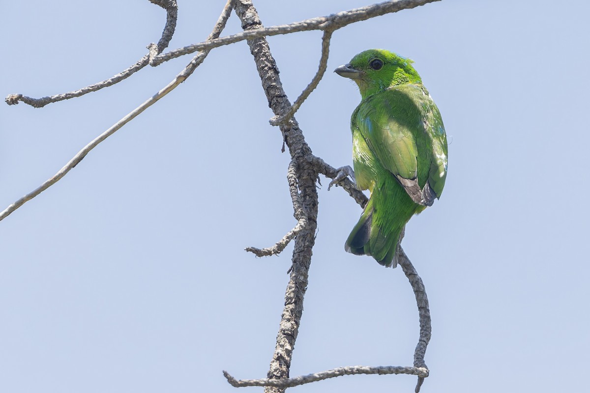 Blue-crowned Chlorophonia - ML643385925
