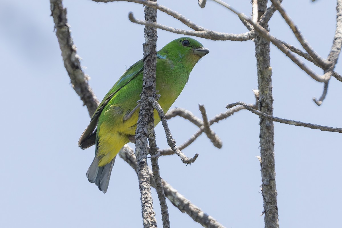 Blue-crowned Chlorophonia - ML643385926