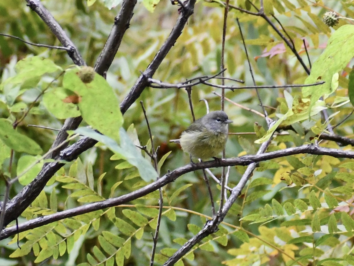 Orange-crowned Warbler - ML643385935
