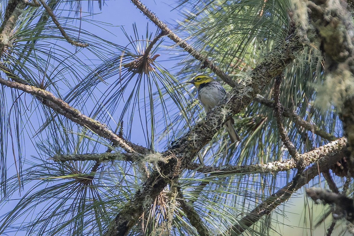 Black-throated Green Warbler - ML643385940