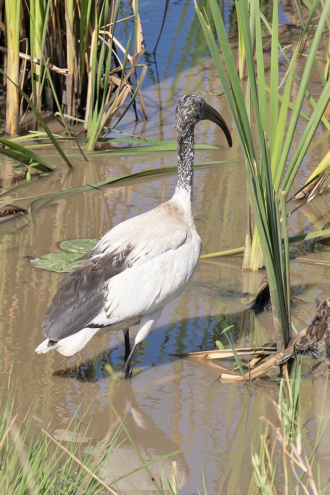 ibis posvátný - ML643385947