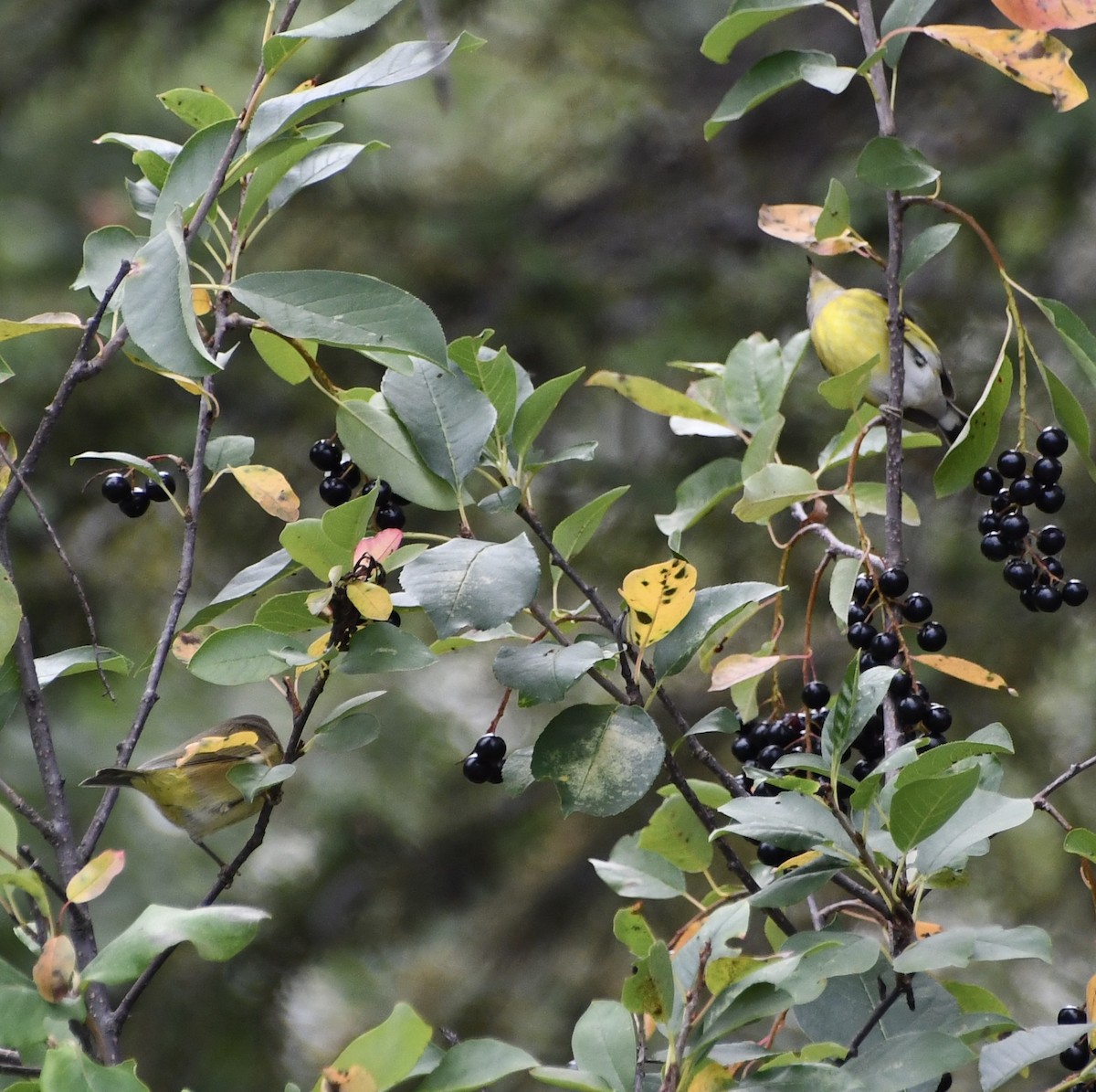 Magnolia Warbler - ML643385970