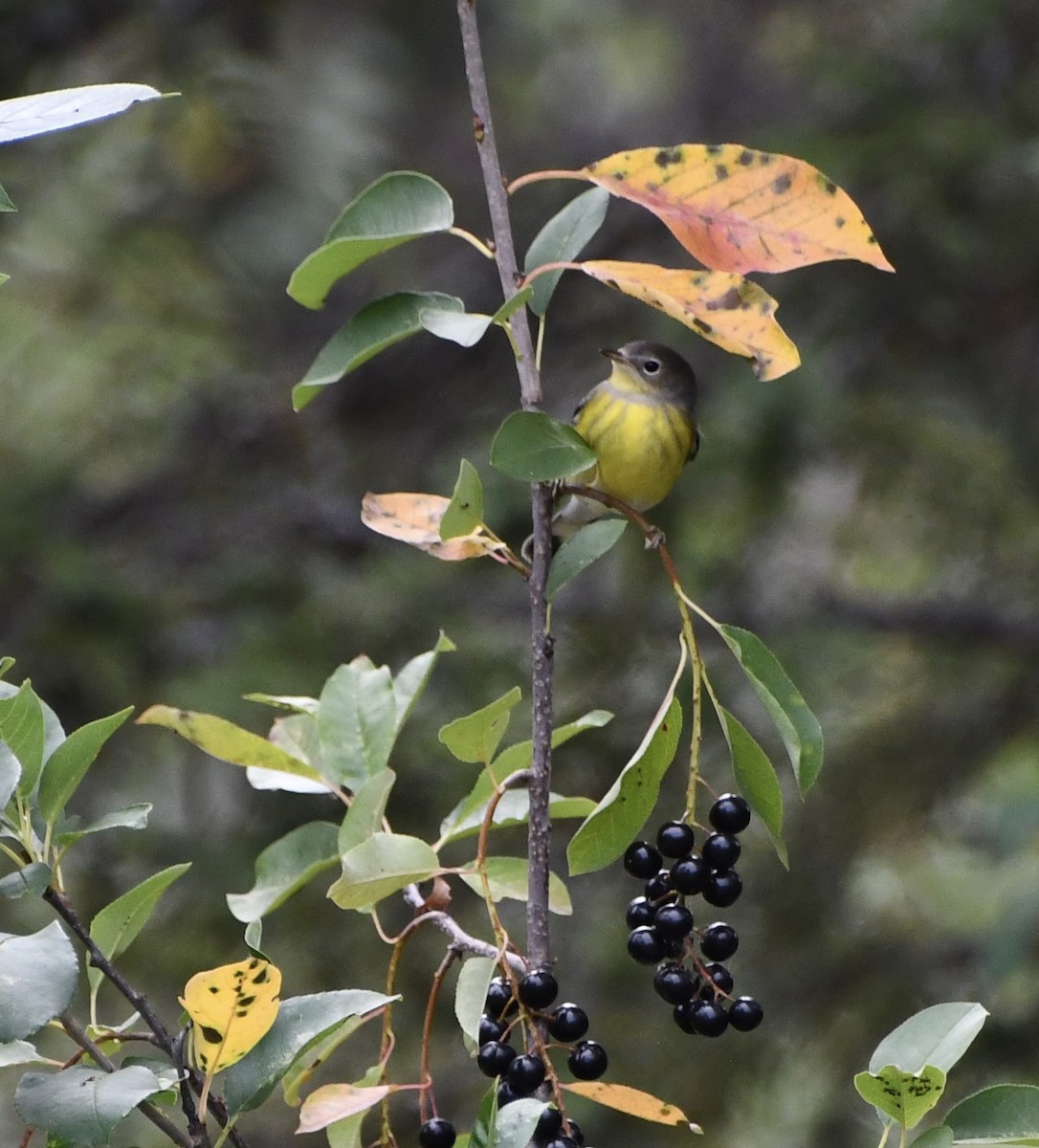 Magnolia Warbler - ML643385971