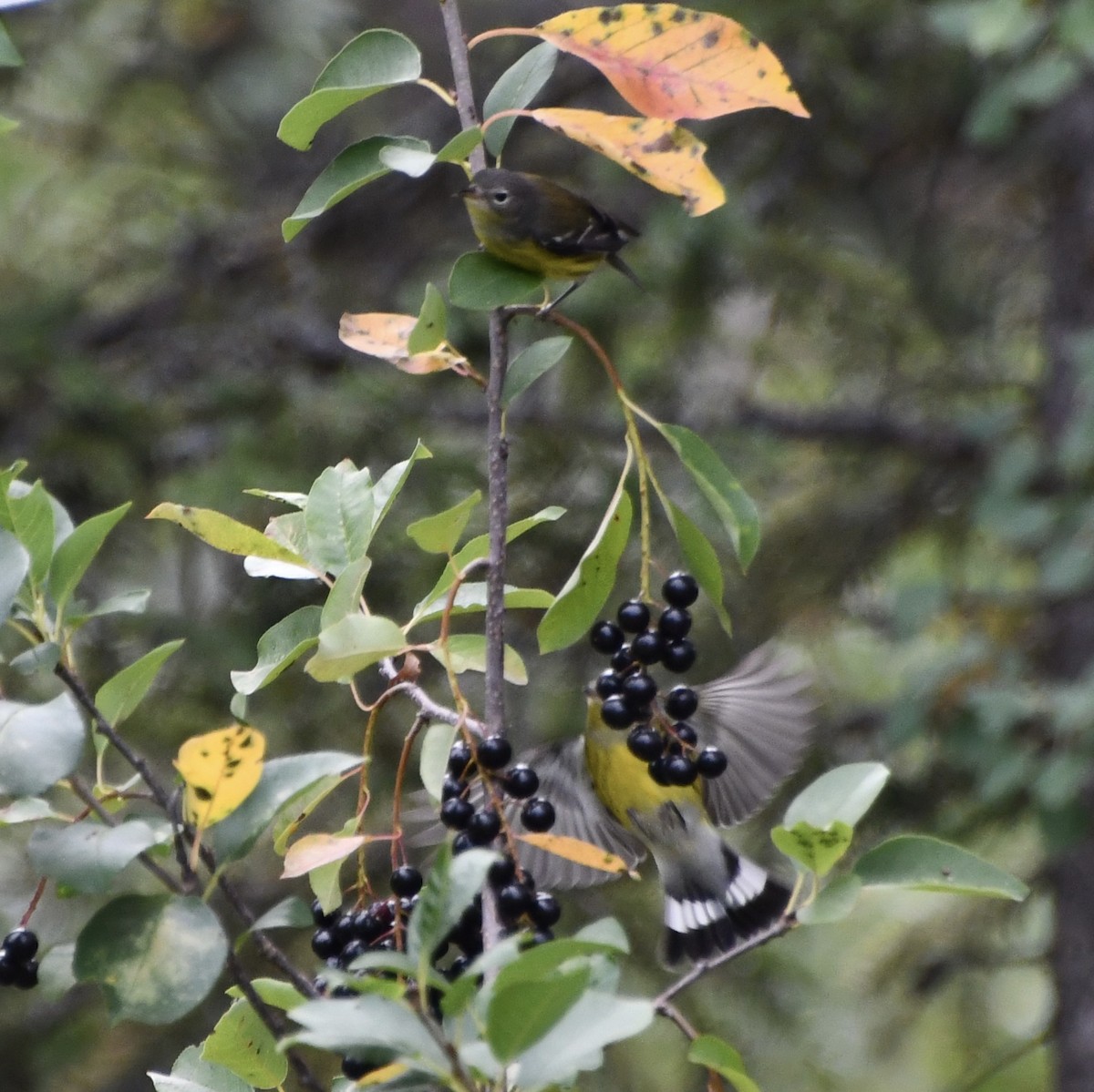 Magnolia Warbler - ML643385972