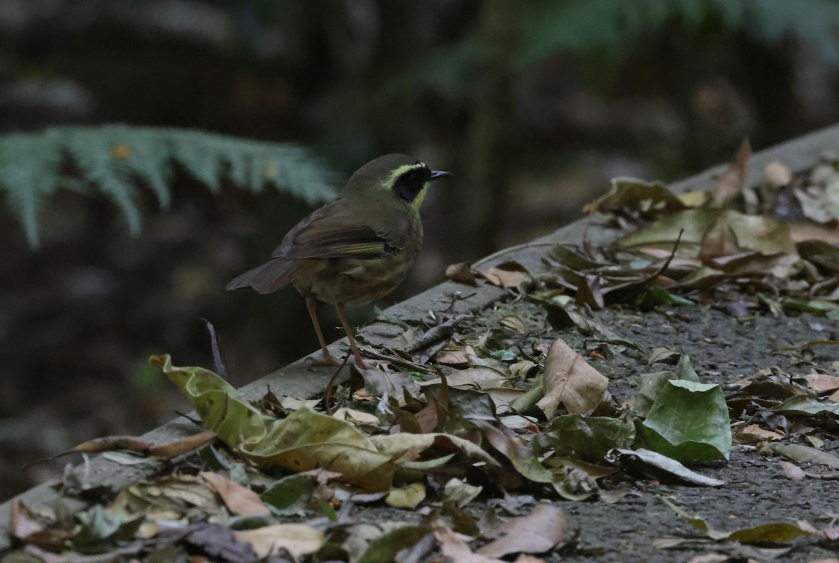 Yellow-throated Scrubwren - ML643385975