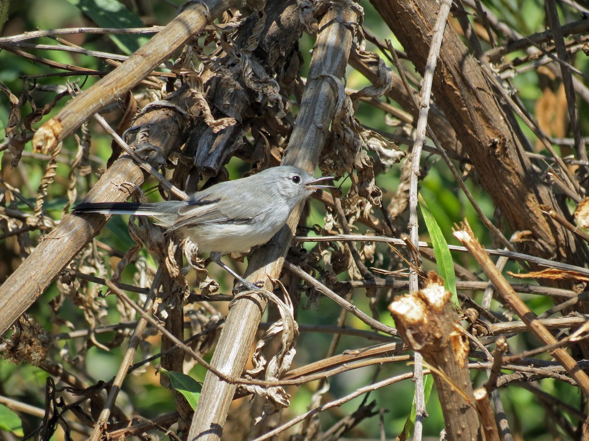 California Gnatcatcher - ML643385999