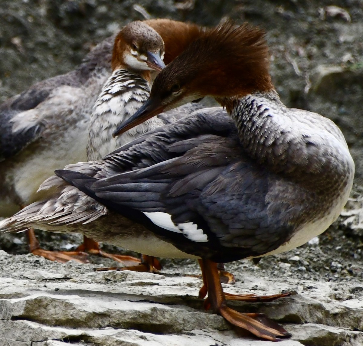 Хумхин бохио - ML643386009