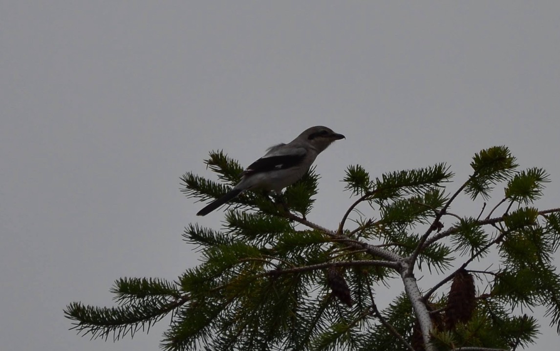 Alcaudón Boreal - ML643386039