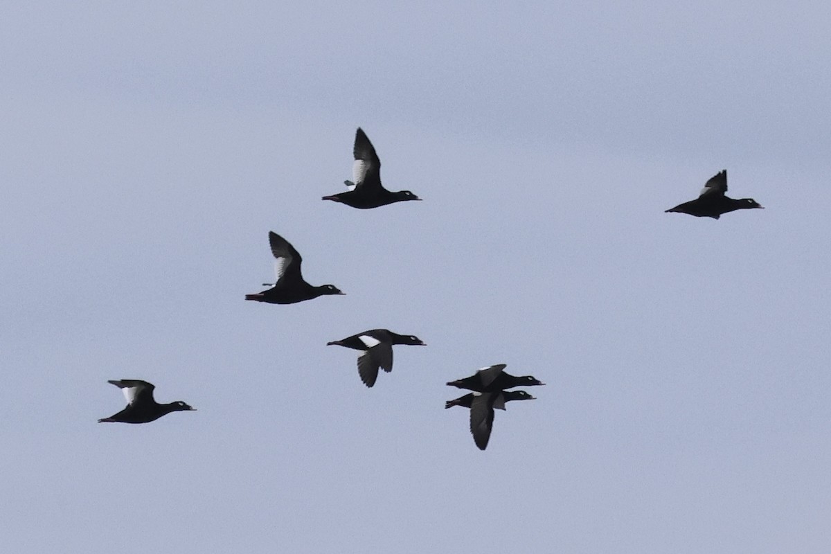 White-winged Scoter - ML643386042