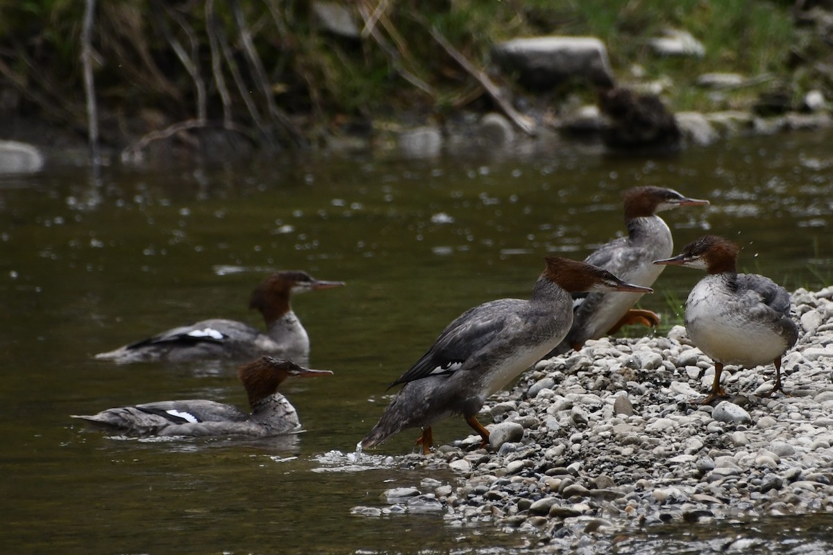 Хумхин бохио - ML643386049