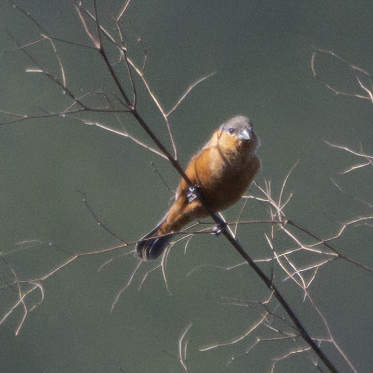 チャバラヒメウソ - ML643386050