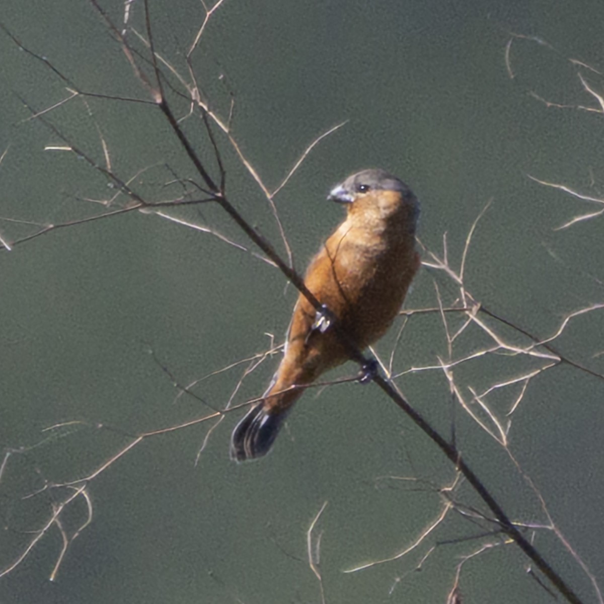 チャバラヒメウソ - ML643386051