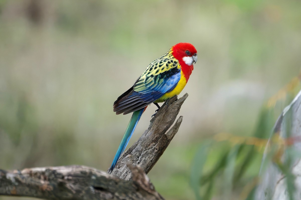 Eastern Rosella - ML643386052