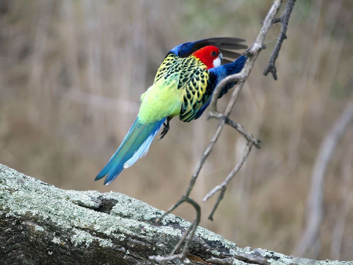 Eastern Rosella - ML643386053